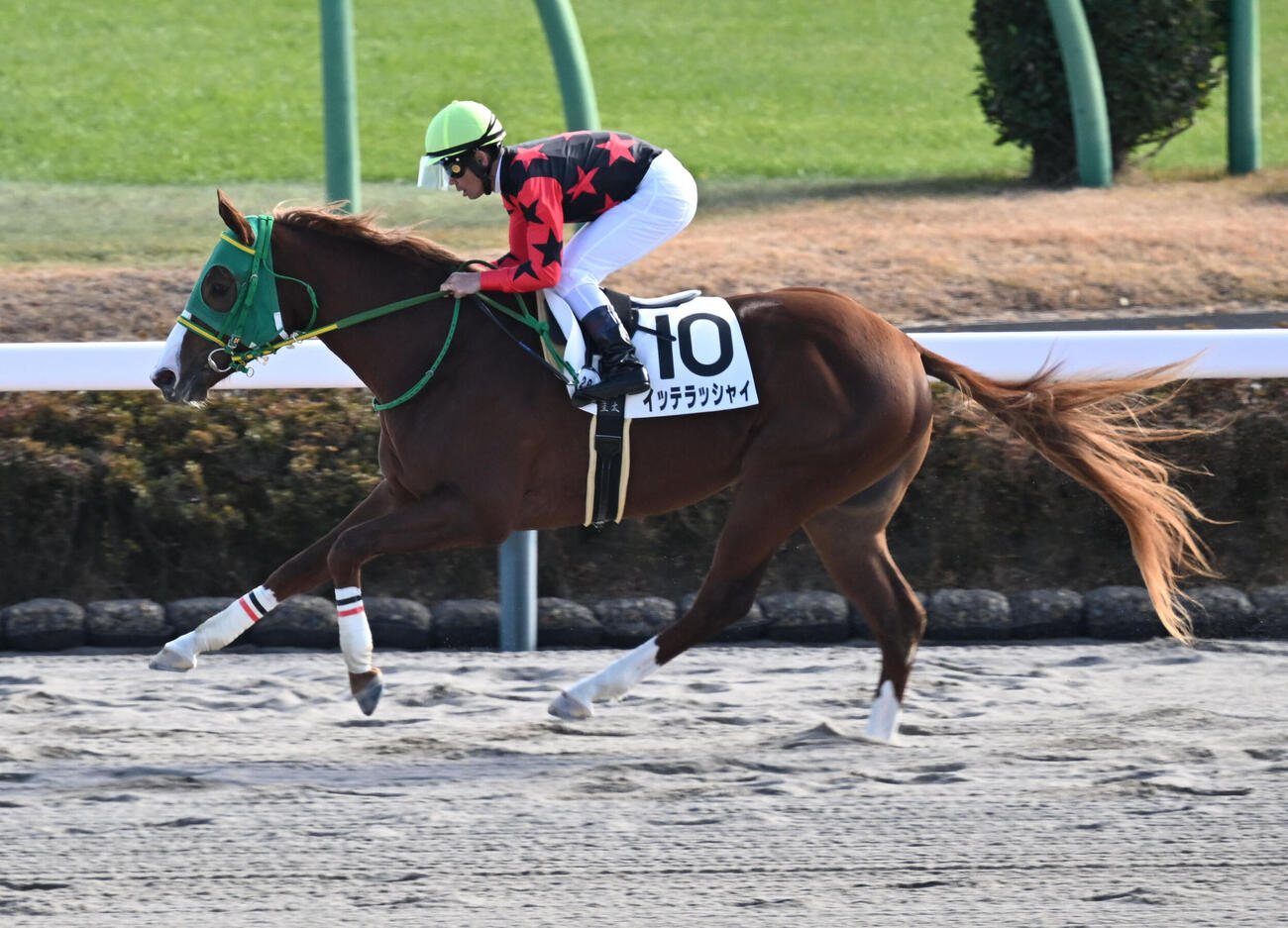 2歳未勝利戦を制したイッテラッシャイ（2025年12月撮影）