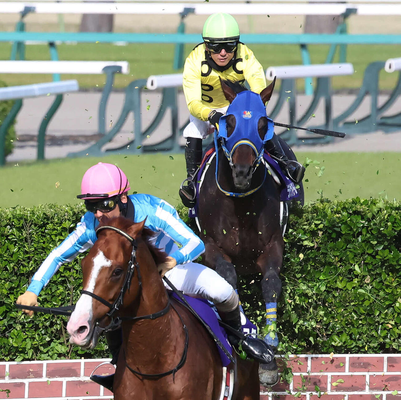 中山GJで8着に敗れたプラチナドリームと石神深一騎手（撮影・丹羽敏通）