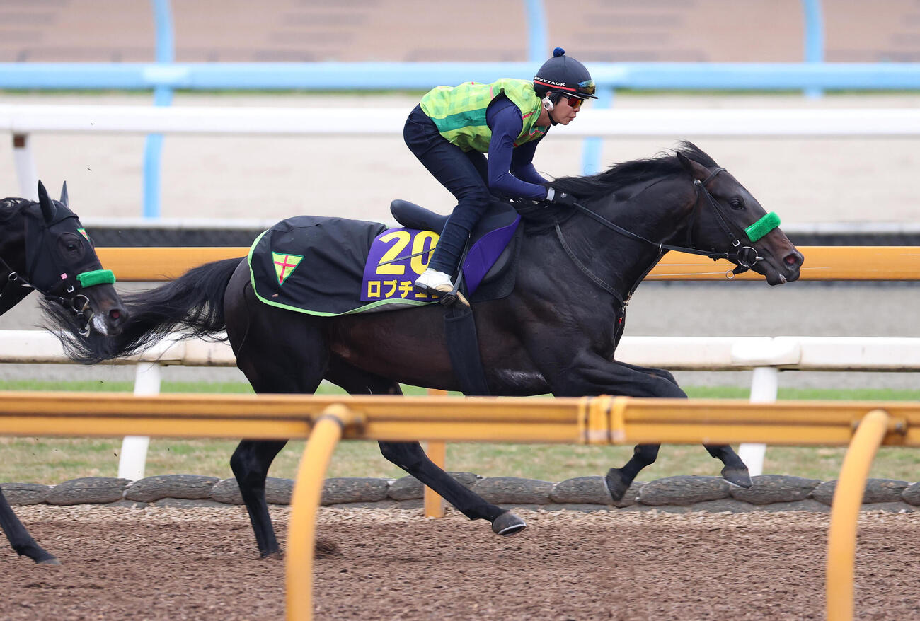 Cウッドを併せ馬で追い切るロブチェン（撮影・白石智彦）