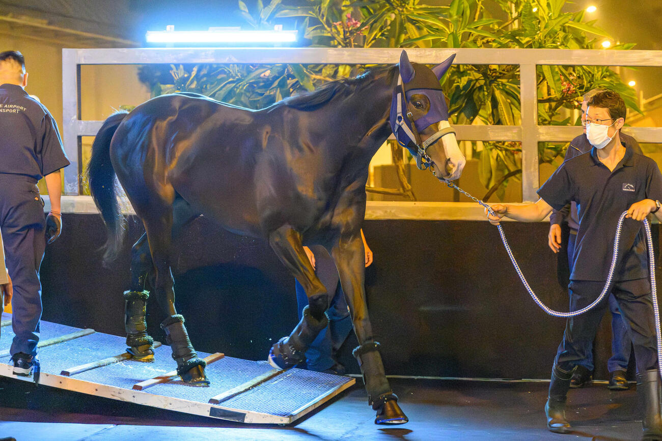 香港に到着したマスカレードボール（C）The　Hong　Kong　Jockey　Club