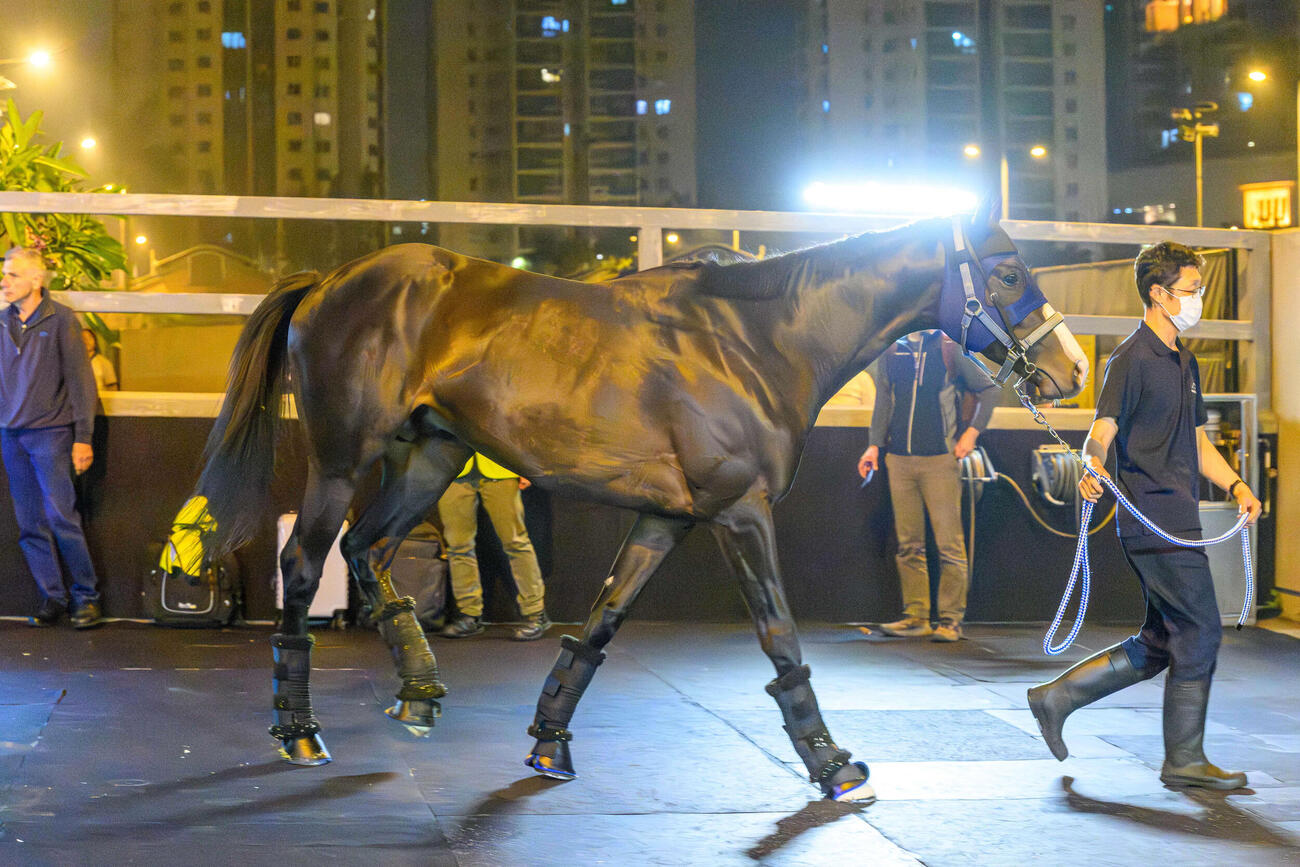 香港に到着したマスカレードボール（C）The　Hong　Kong　Jockey　Club