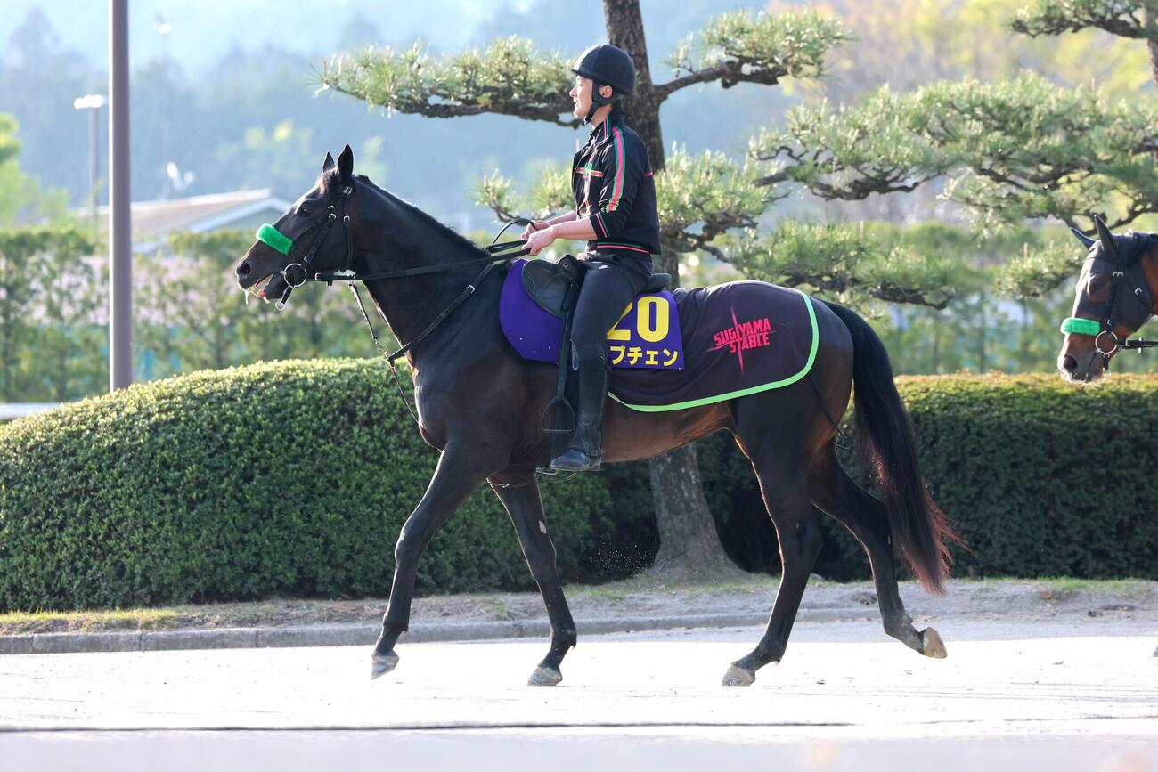 14日、ゆったりとした歩様で坂路へ向かうロブチェン