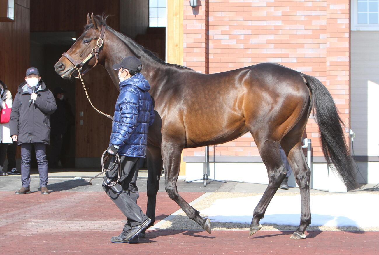 種牡馬となったワールドプレミア（2022年撮影）