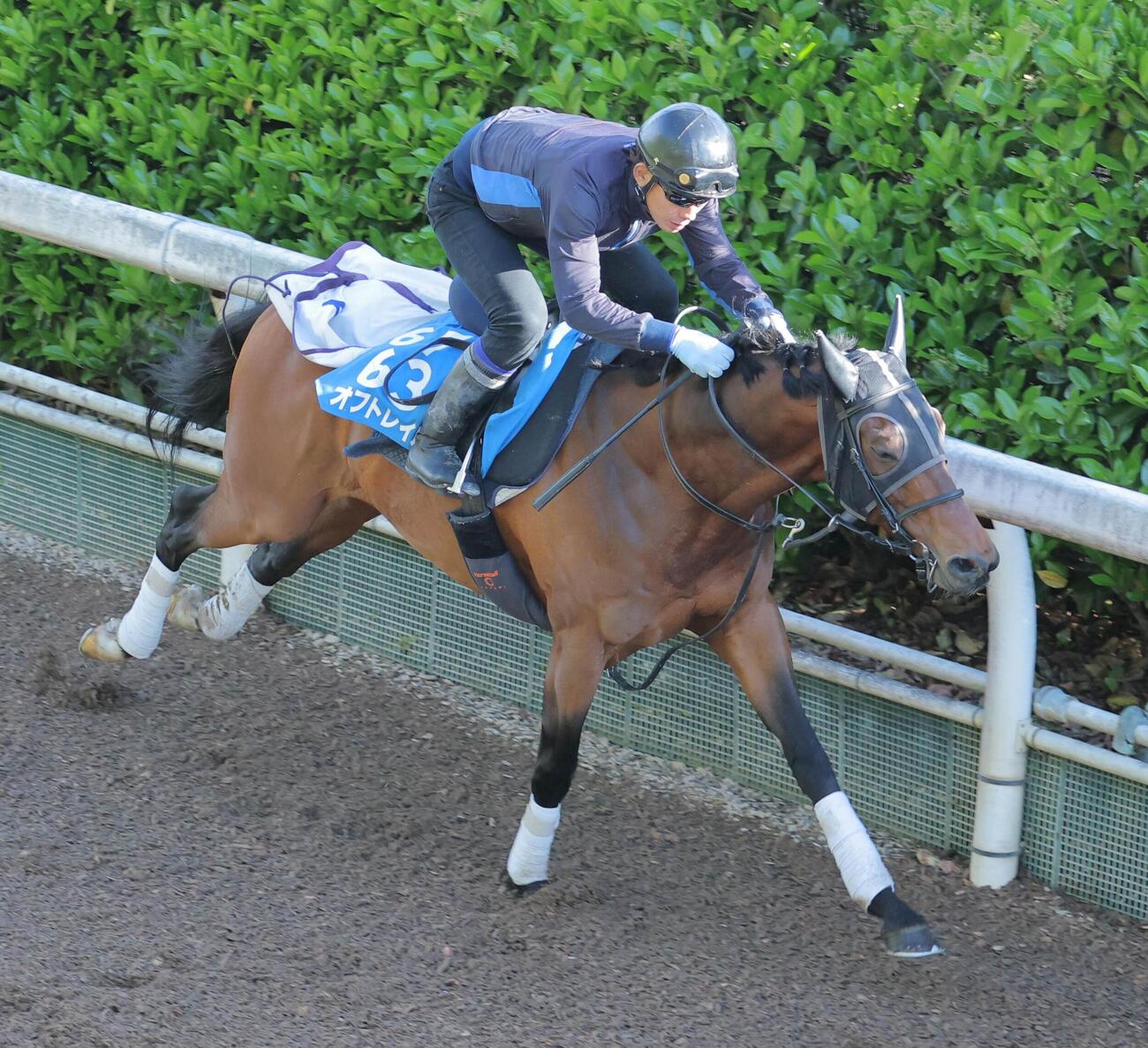 坂路で調教するオフトレイル