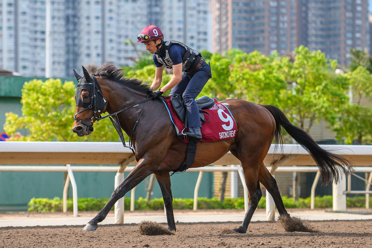 チェアマンズスプリントプライズへ向けて調整するサトノレーヴ（C）The Hong Kong Jockey Club