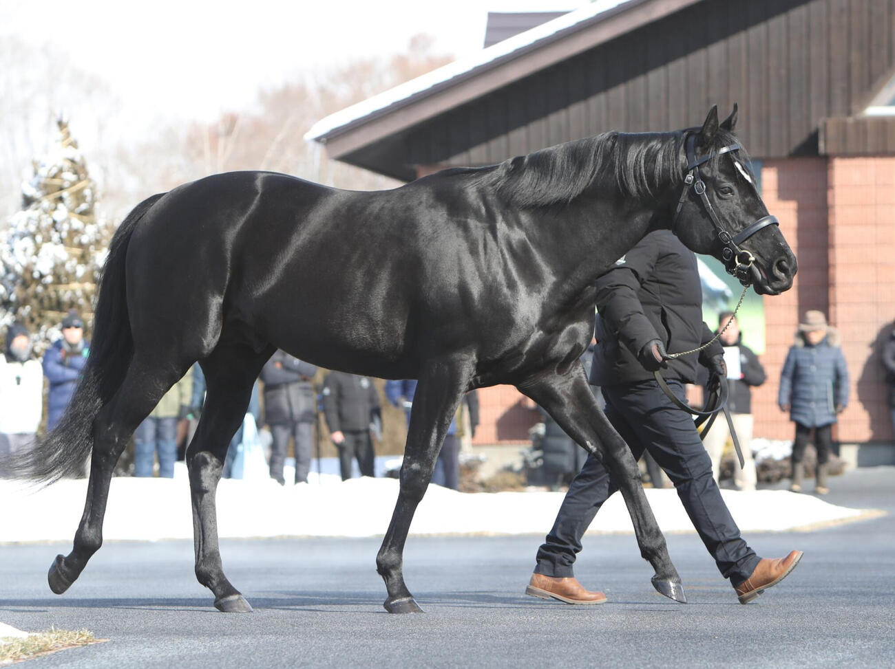 種牡馬になったコントレイル（2026年撮影）