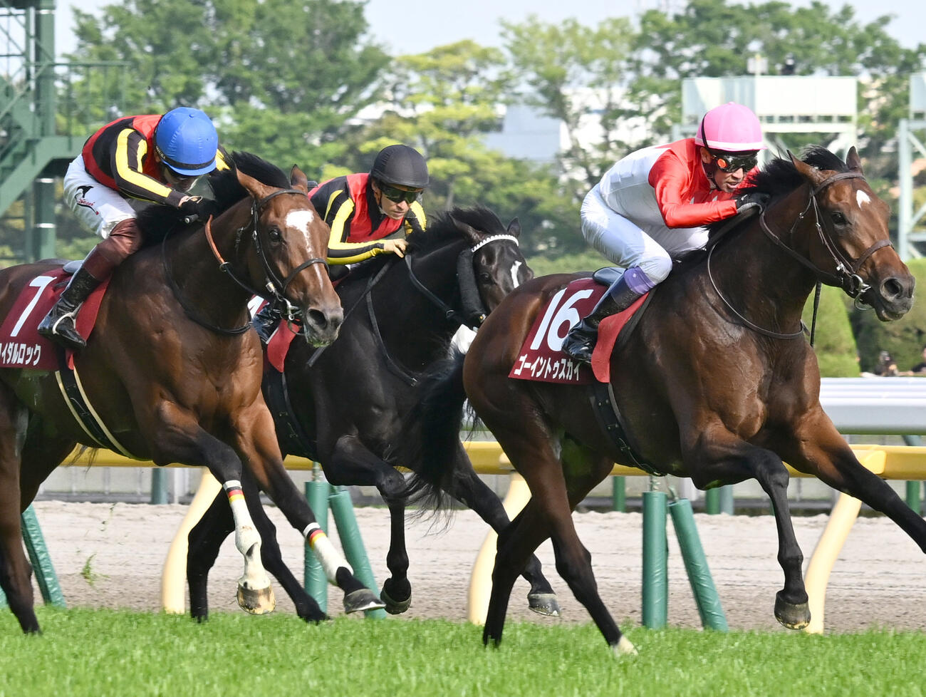 青葉賞3着に敗れたブラックオリンピア（中央）。右は勝ったゴーイントゥスカイ（撮影・千葉一成）