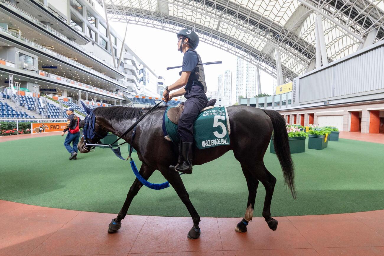 土曜朝、シャティン競馬場のパドックを歩くマスカレードボール（C）The Hong Kong Jockey Club