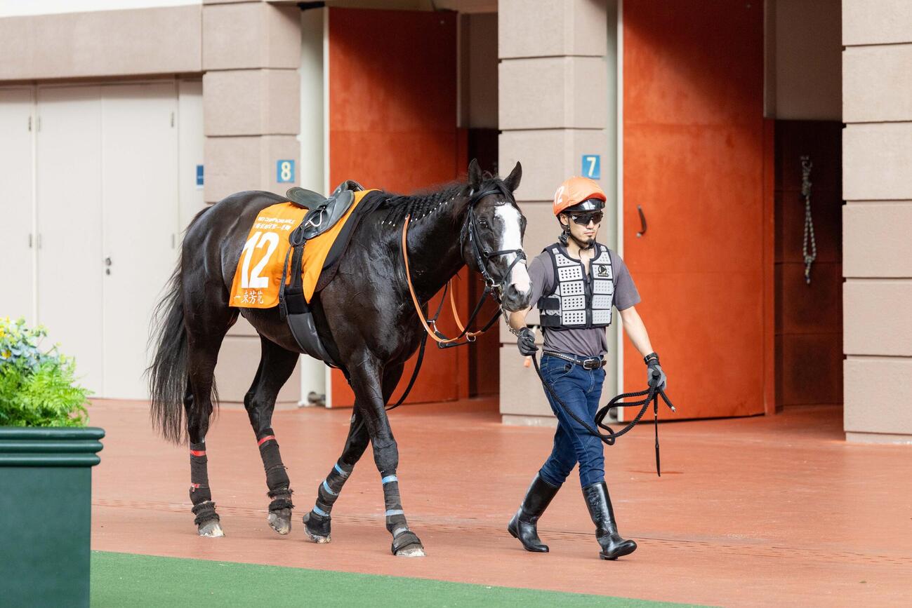 土曜朝、パドックを歩くシュトラウス（（C）The Hong Kong Jockey Club）