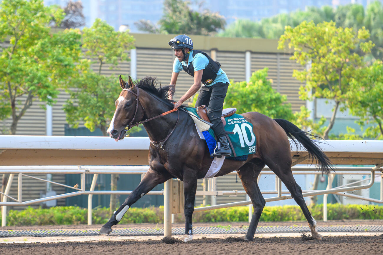 シャティン競馬場で調整するソジー（C）The Hong Kong Jockey Club