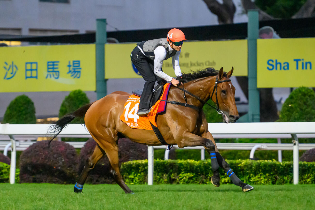シャティン競馬場で調教を行うヴォイッジバブル（C）The Hong Kong Jockey Club