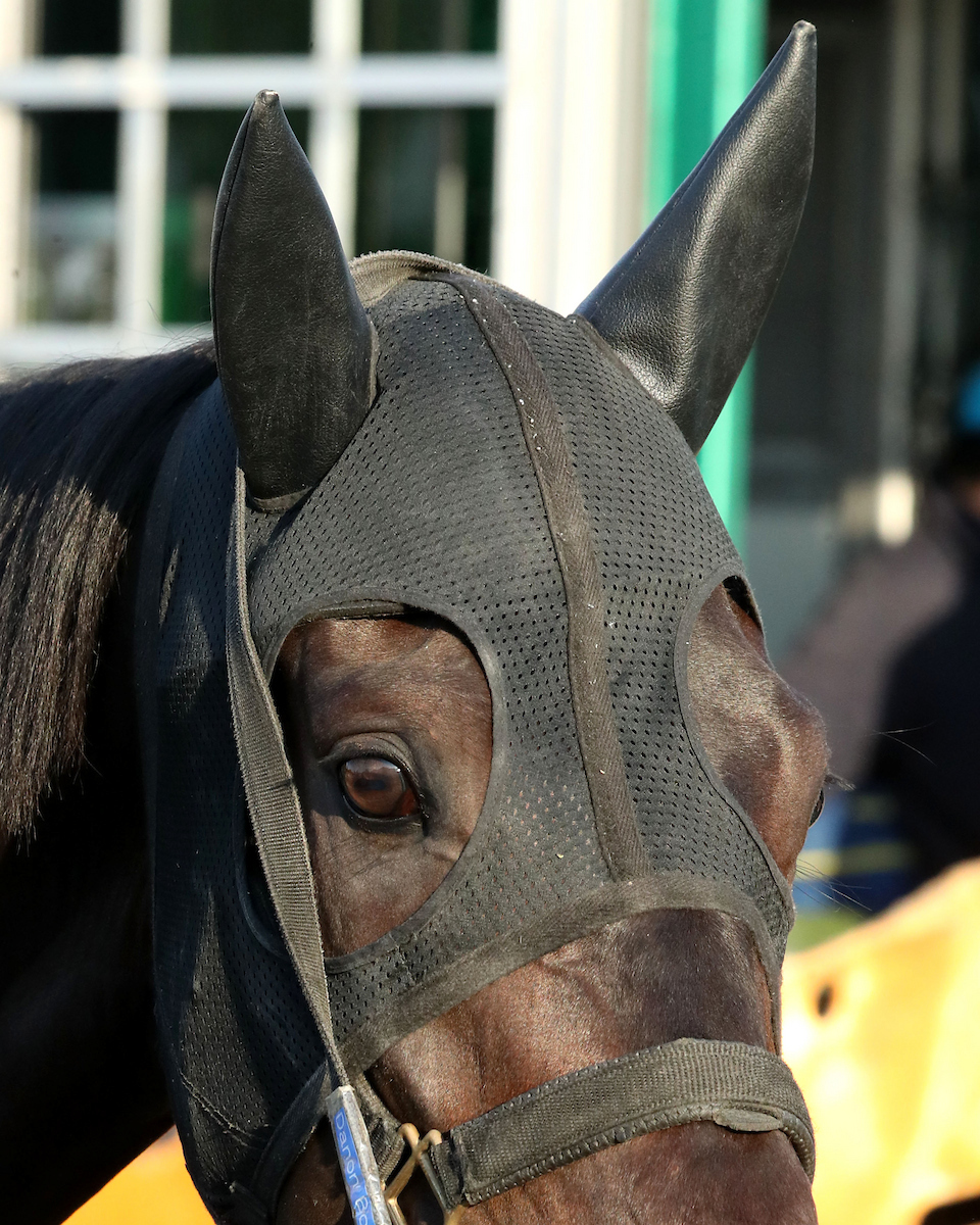 チャーチルダウンズ競馬場に到着したダノンバーボン（C）COADY MEDIA