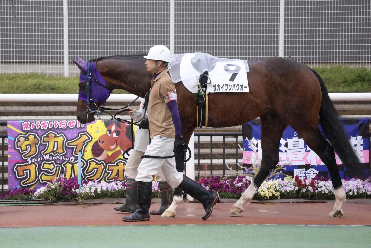 大井4Rに出走した純烈酒井一圭が馬主のサカイワンパクオーはパドックを周回する