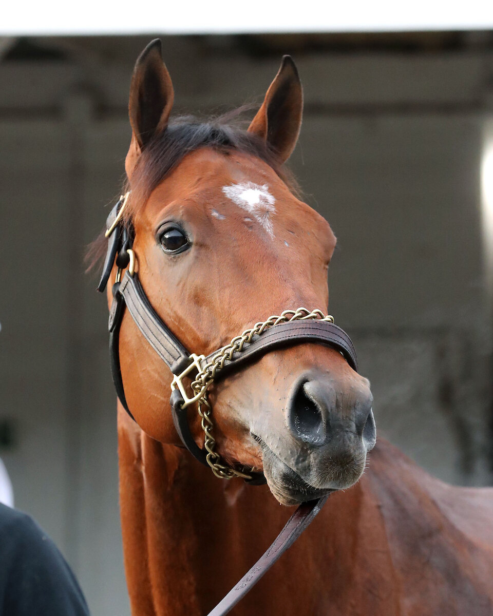 チャーチルダウンズ競馬場で調整するレネゲイド（C）COADY MEDIA