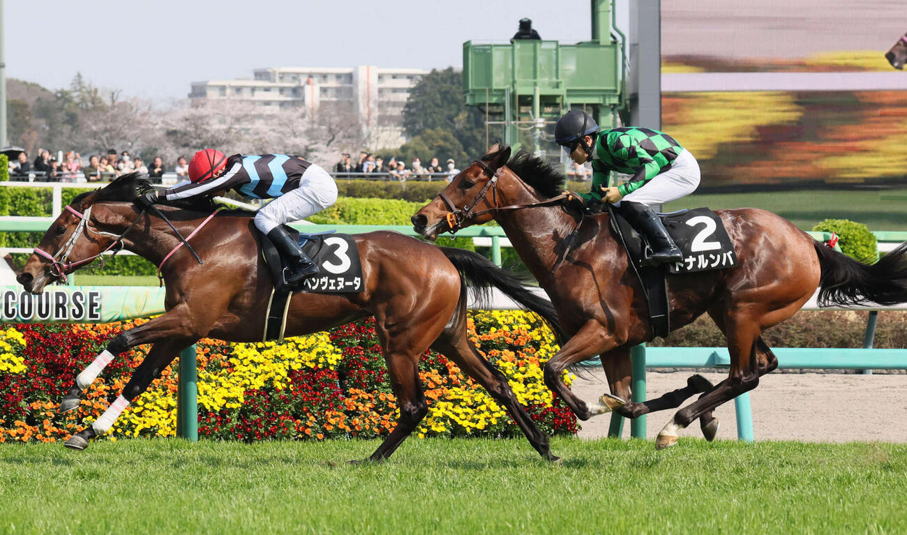 ミモザ賞2着のドナルンバ（右）。左は勝ったベンヴェヌーク