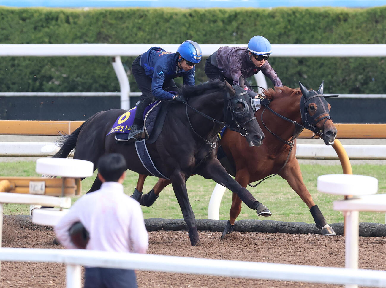 団野騎手を背にCウッドを併せ馬で追い切るクロワデュノール（左）（撮影・白石智彦）