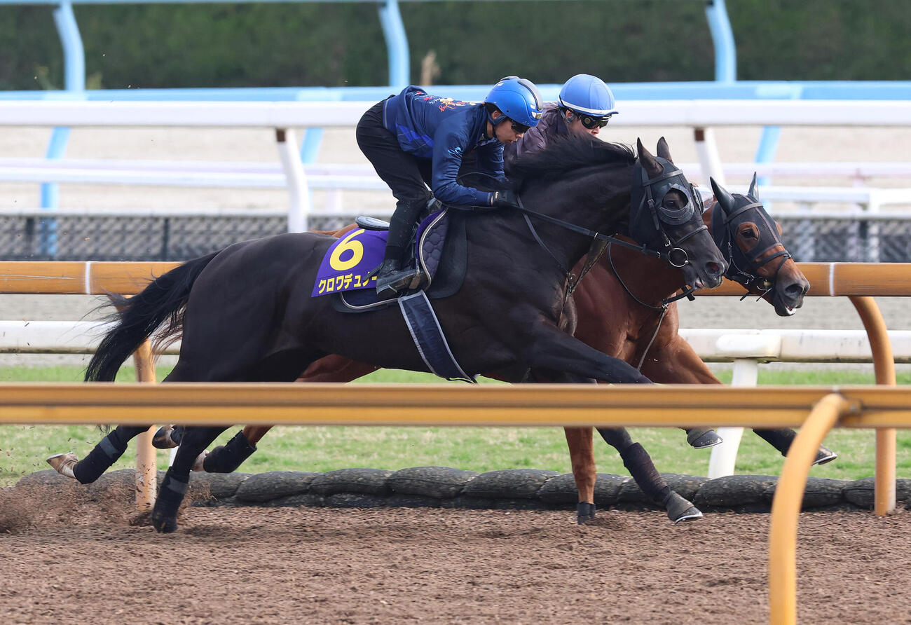 団野騎手を背にCウッドを併せ馬で追い切るクロワデュノール（左）（撮影・白石智彦）