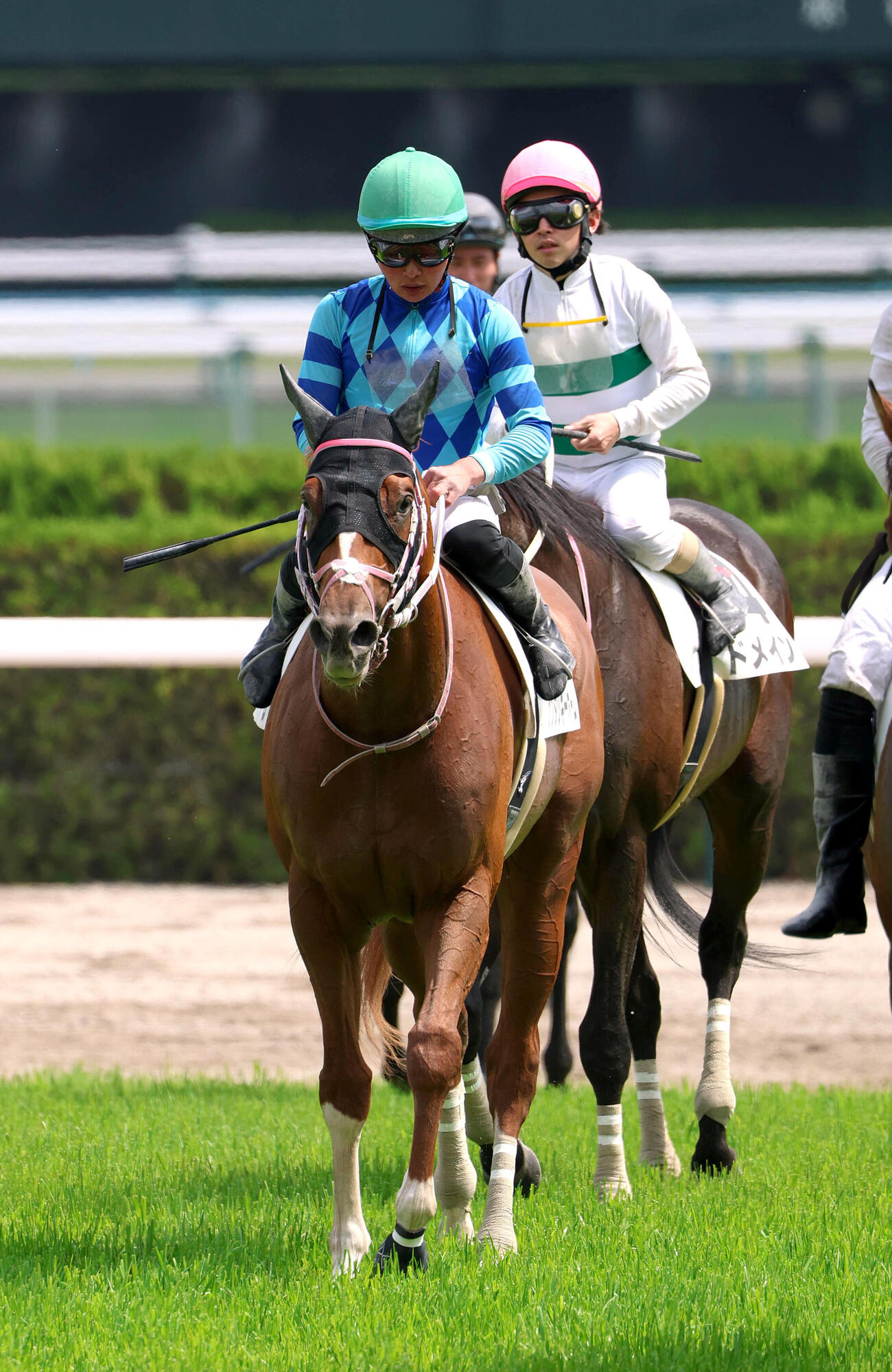 3歳1勝クラスを制したケンタッキーホーム（2026年4月25日撮影）