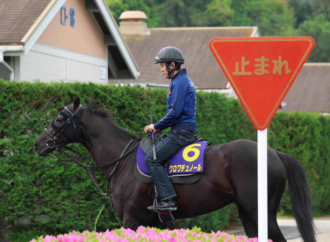 厩舎周りで運動するクロワデュノール
