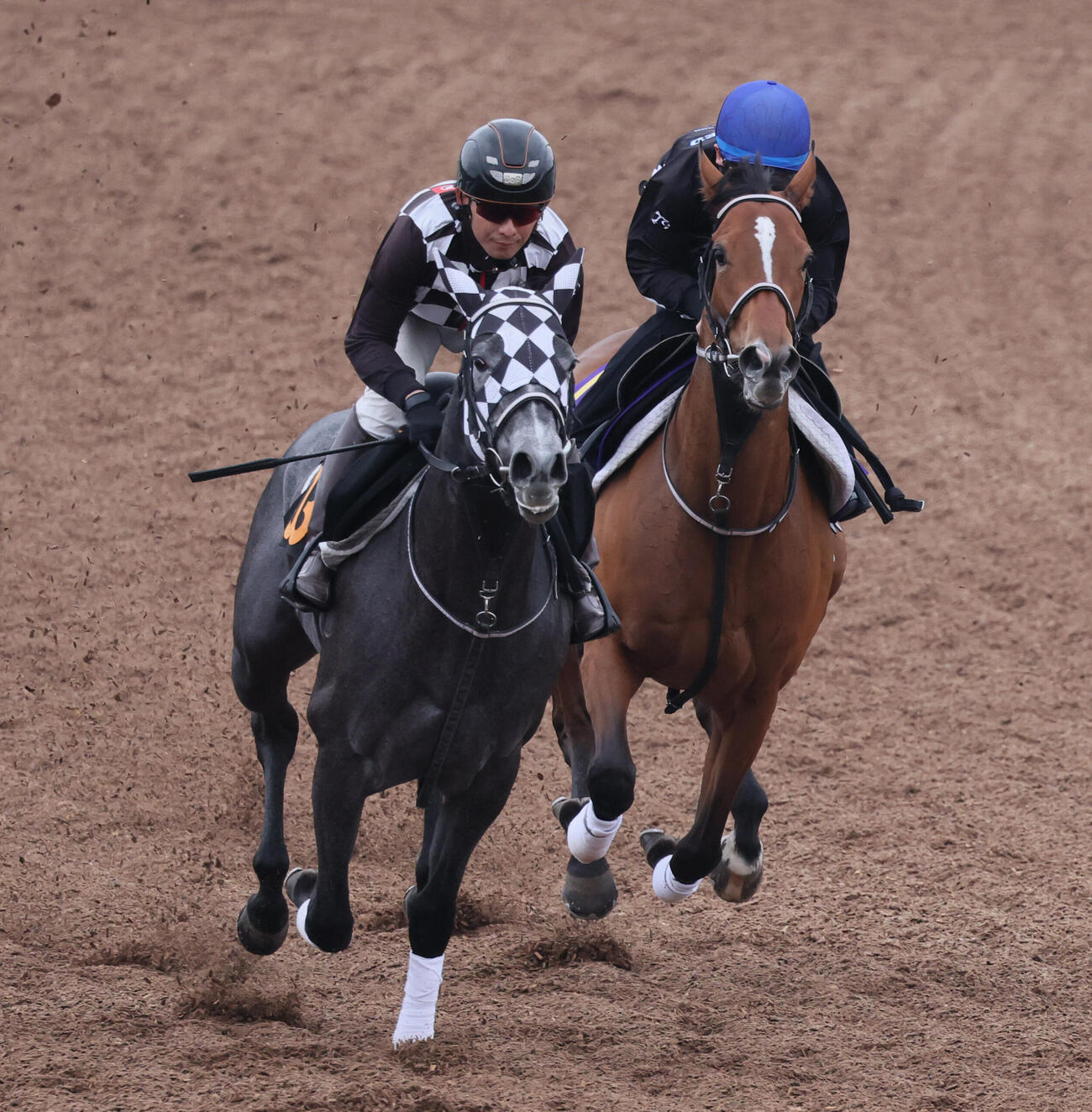 ホーエリート（右）は戸崎圭太騎手を背に美浦ウッドでホウオウヘッセンと併せて追い切られた（撮影・丹羽敏通）