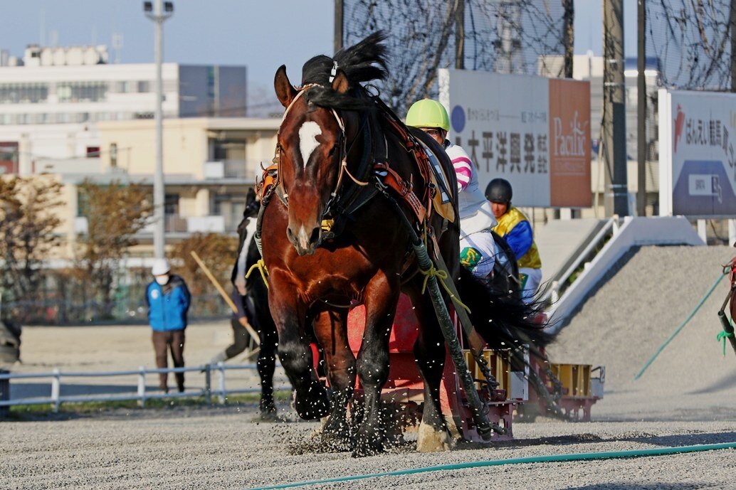 服部義幸調教師が帯広5Rスターノチカラで通算3000勝を達成した（写真提供・ばんえい十勝）
