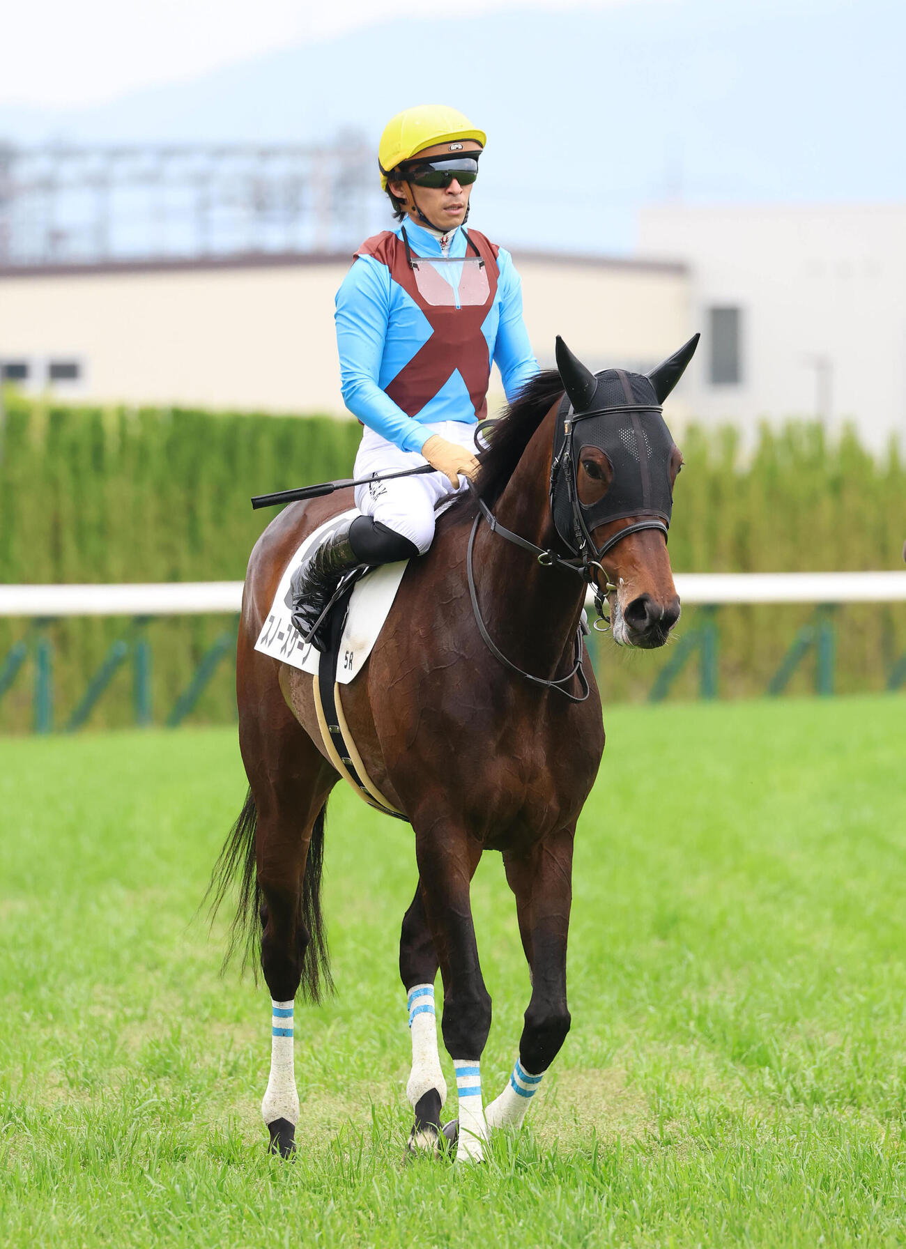京都5R3歳未勝利、デビュー戦を3着で終えたスノースケープ（撮影・白石智彦）