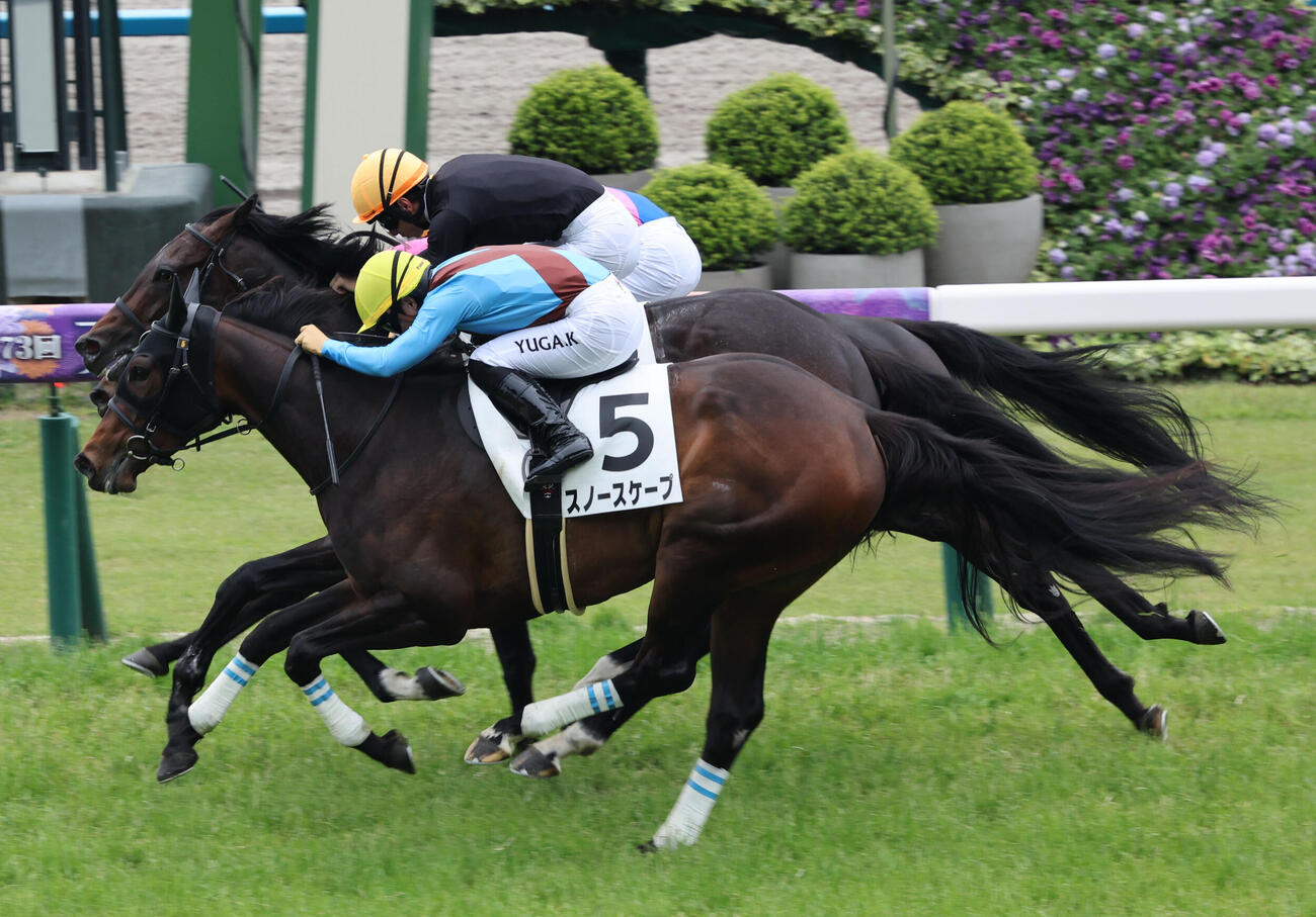 京都5R 3歳未勝利は吉村騎手のオックスアイ（中央）が3頭横並びの大接戦を制した（撮影・西尾就之）