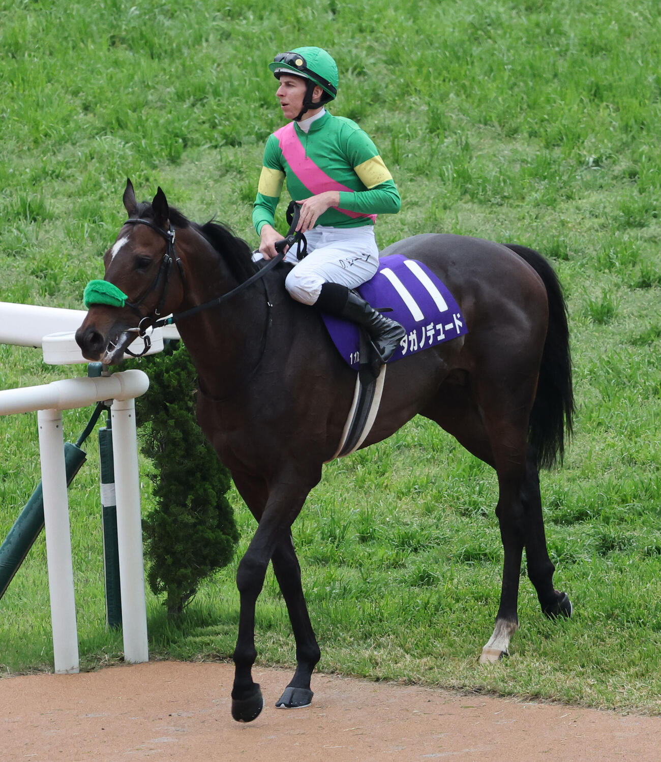 京都11R　天皇賞（春）で6着だったダミアン・レーン騎手のタガノデュード（撮影・西尾就之）