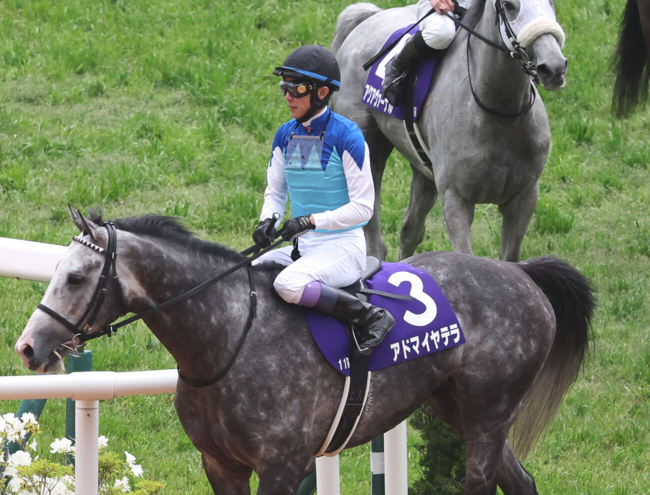 京都11R　天皇賞（春）で3着だった武豊騎手のアドマイヤテラ（撮影・西尾就之）