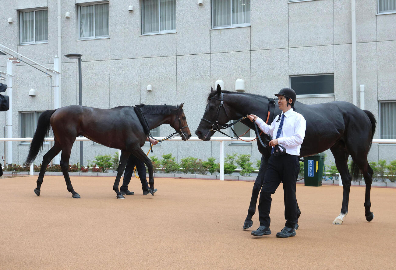 確定を待つヴェルテンベルク（左）とクロワデュノール（撮影・白石智彦）