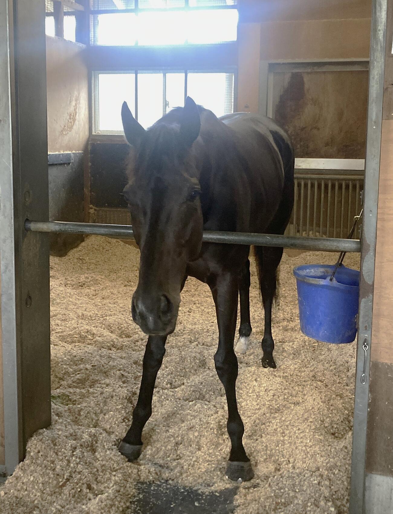 天皇賞・春制覇から一夜明けて馬房でくつろぐクロワデュノール（撮影・太田尚樹）