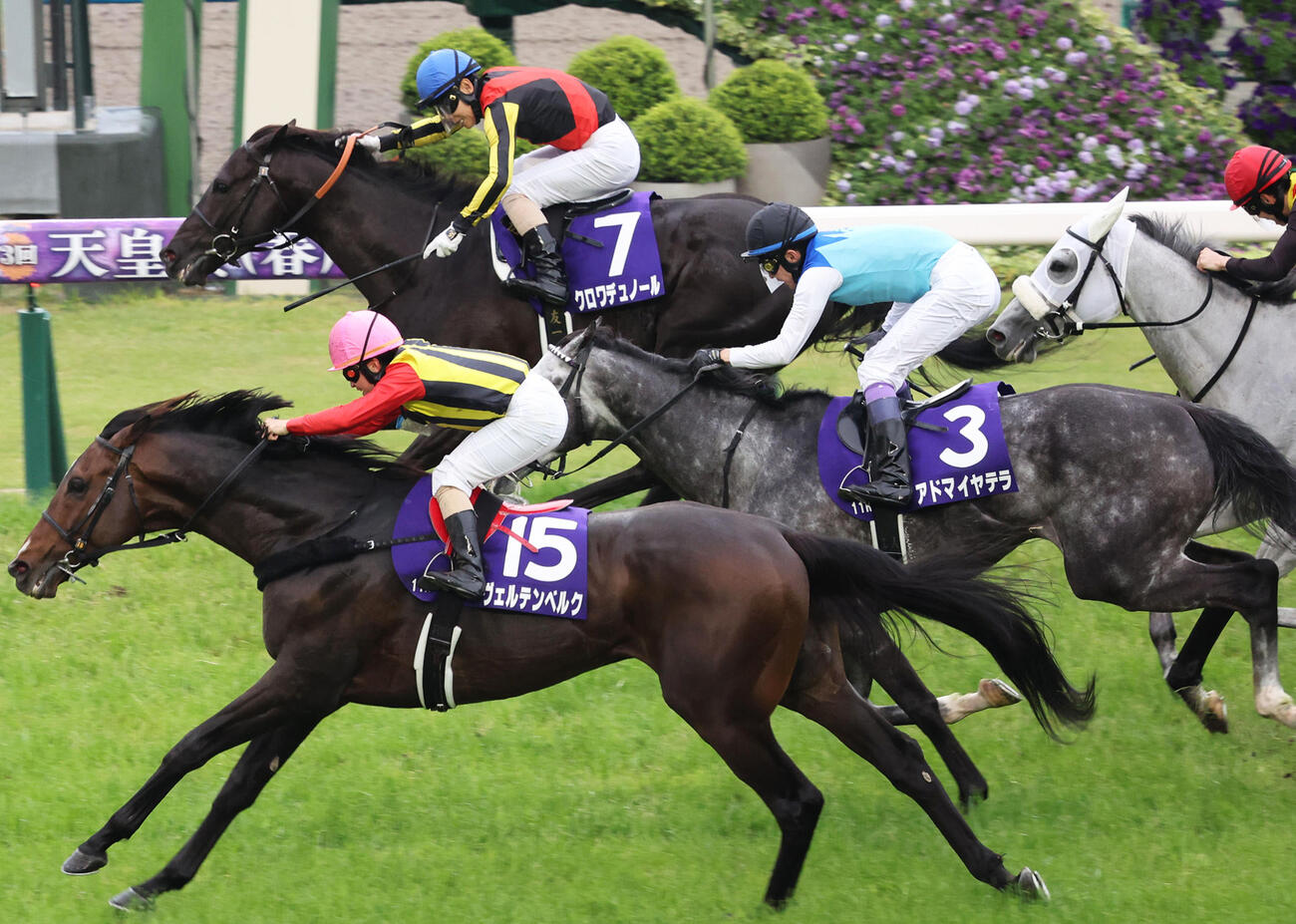 天皇賞・春3着に敗れたアドマイヤテラ（手前から2頭目）。奥は勝ったクロワデュノール