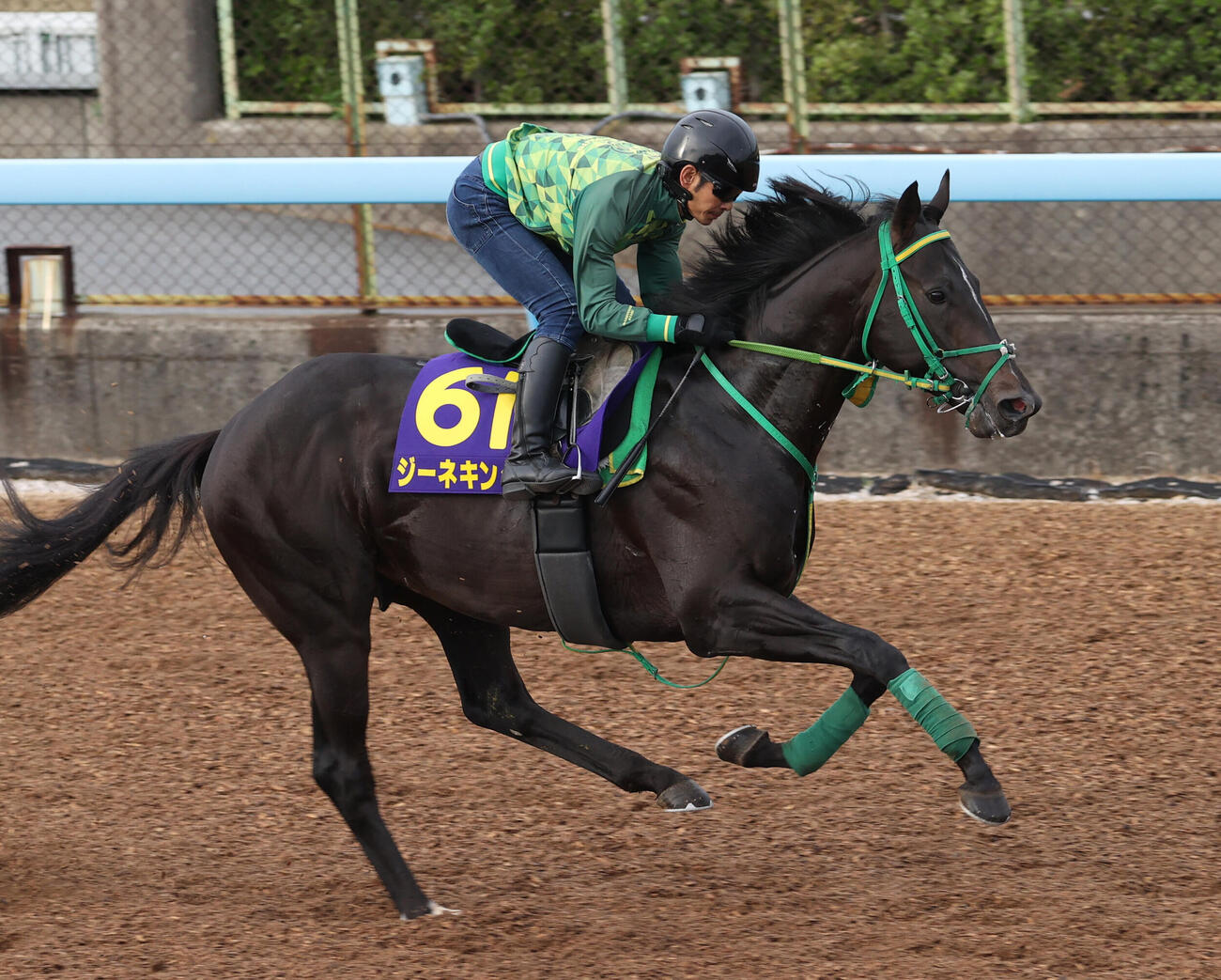 ウッドで追い切るジーネキング（撮影・柴田隆二）