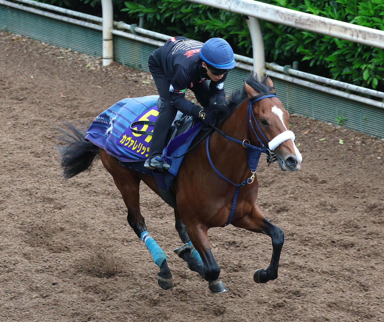 西村淳也騎手を背に坂路を単走で追い切るカヴァレリッツォ（撮影・白石智彦）