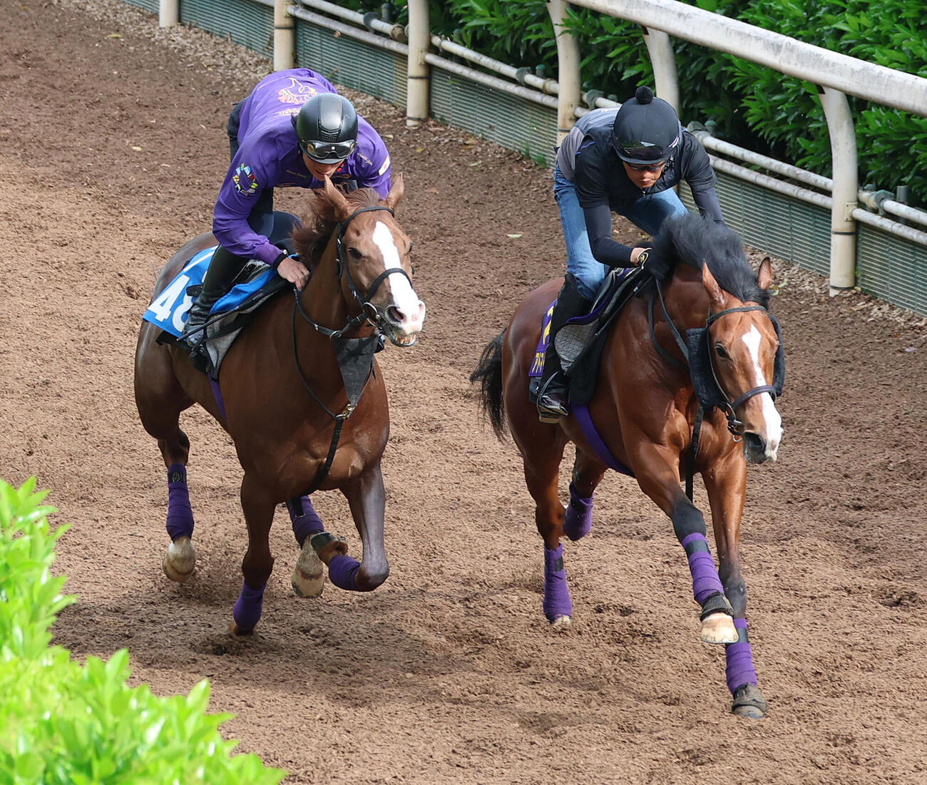 坂路を併せ馬で追い切るアドマイヤクワッズ（右）（撮影・白石智彦）