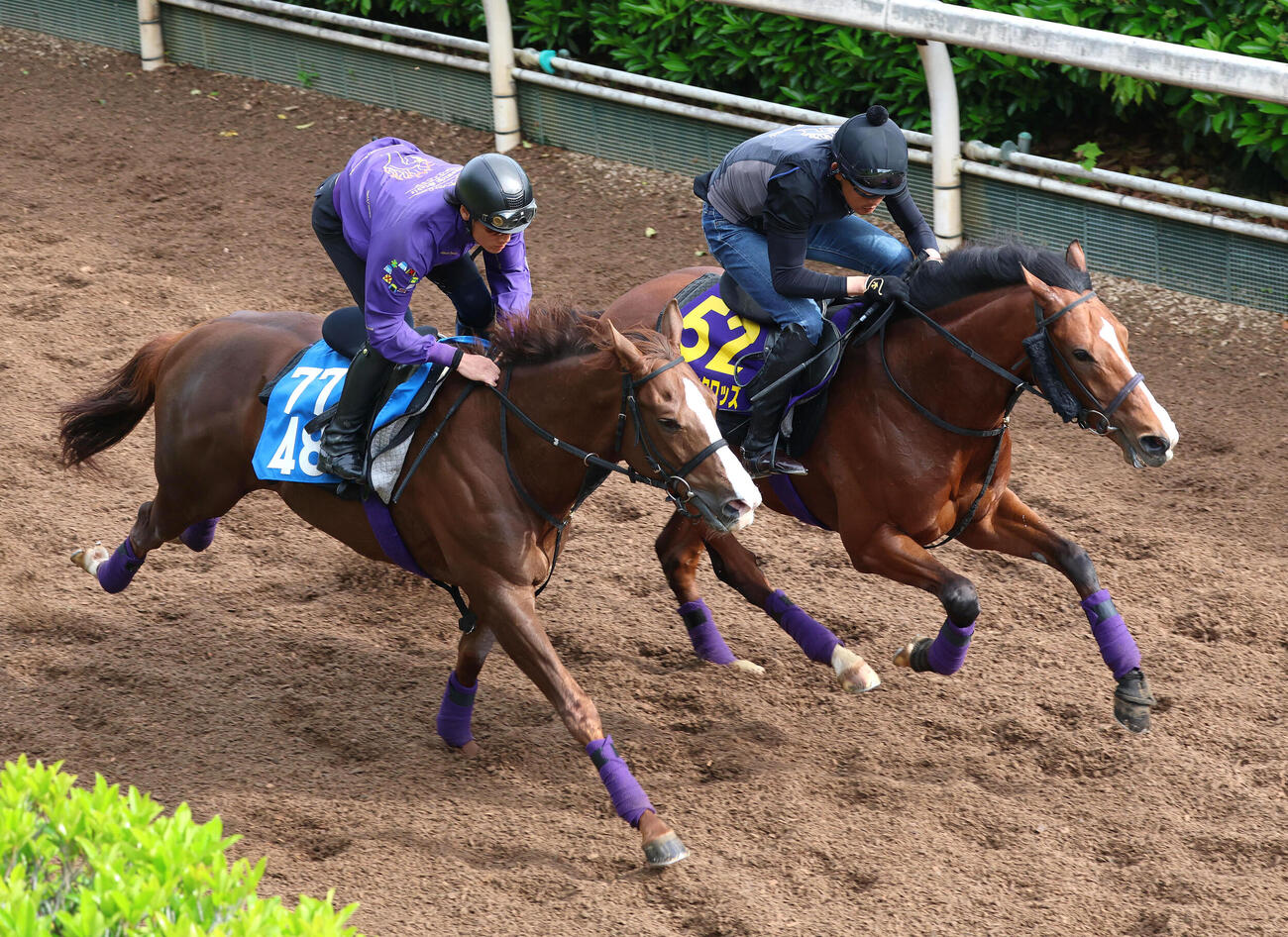 坂路を併せ馬で追い切るアドマイヤクワッズ（右）（撮影・白石智彦）