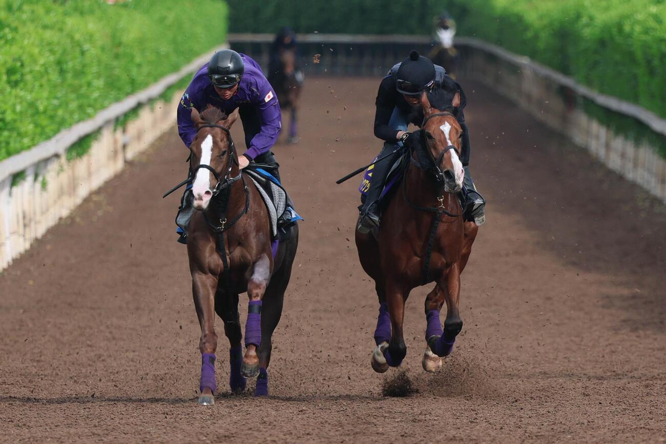 6日、坂路でベルトス（左）と併せたアドマイヤクワッズ