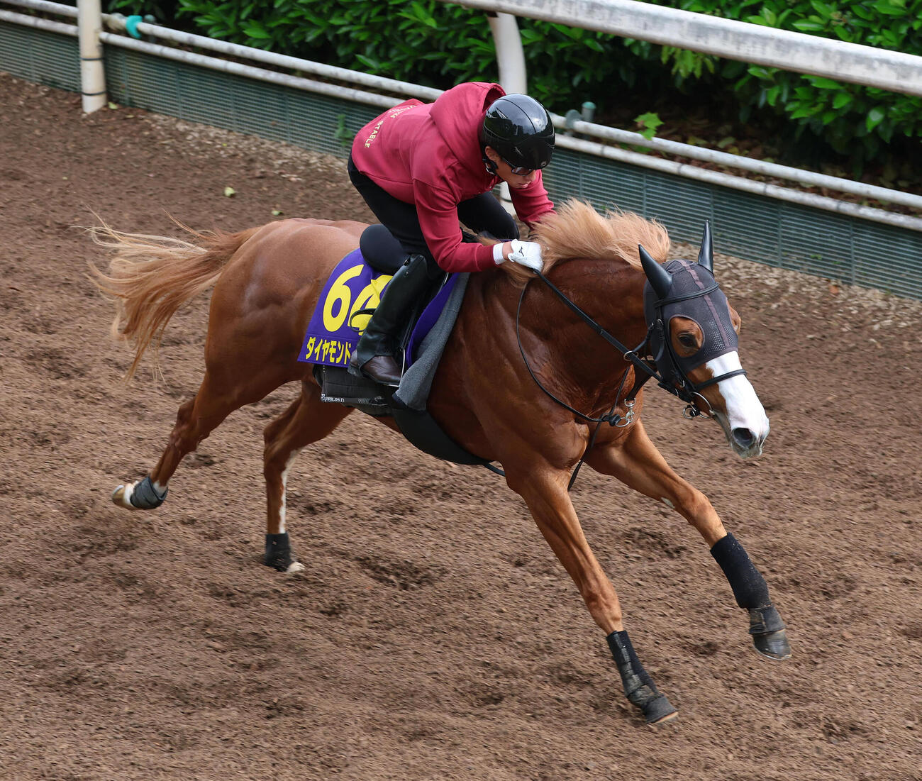 6日、坂路を単走で追い切るダイヤモンドノット