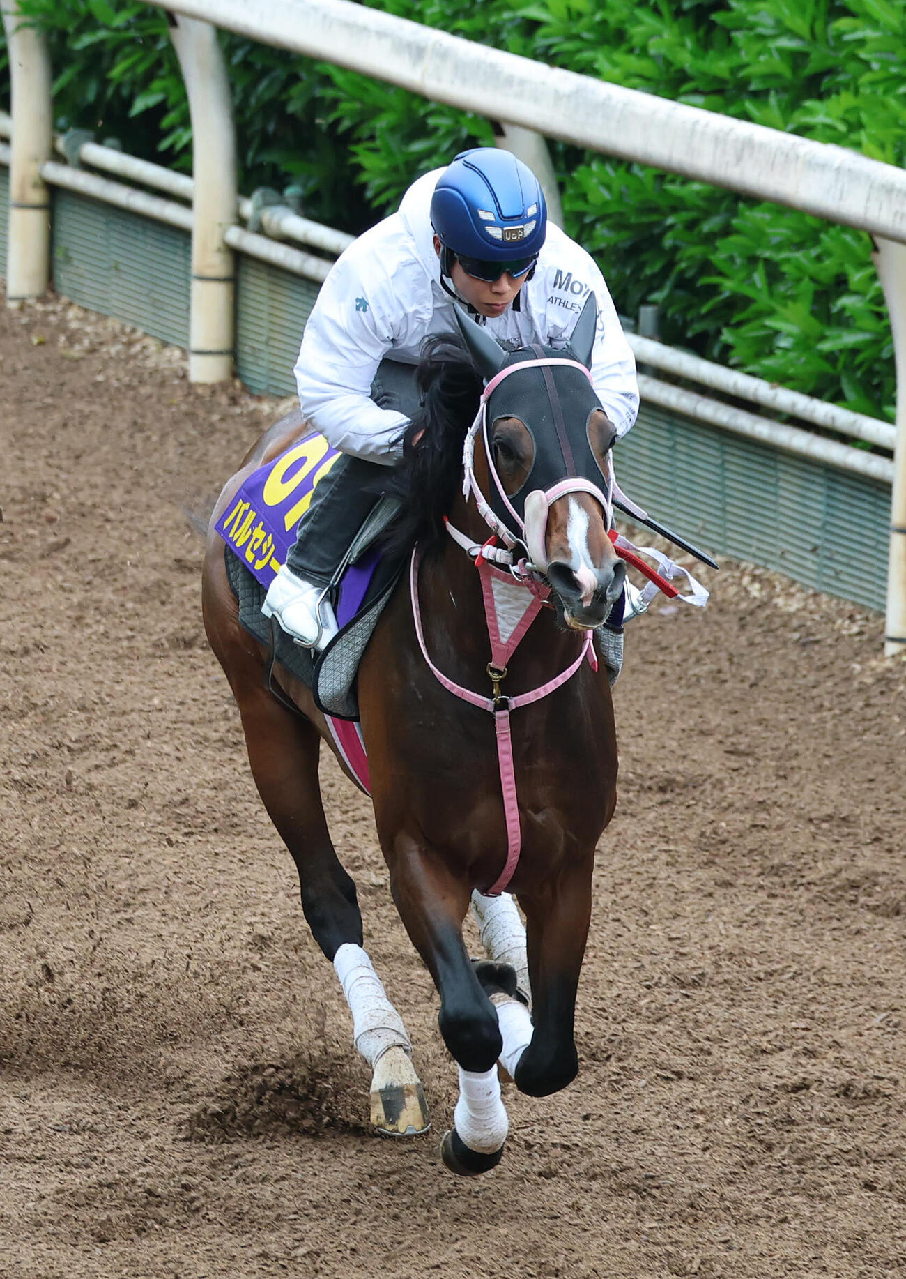 北村友一騎手を背に坂路を単走で追い切るバルセシート（撮影・白石智彦）