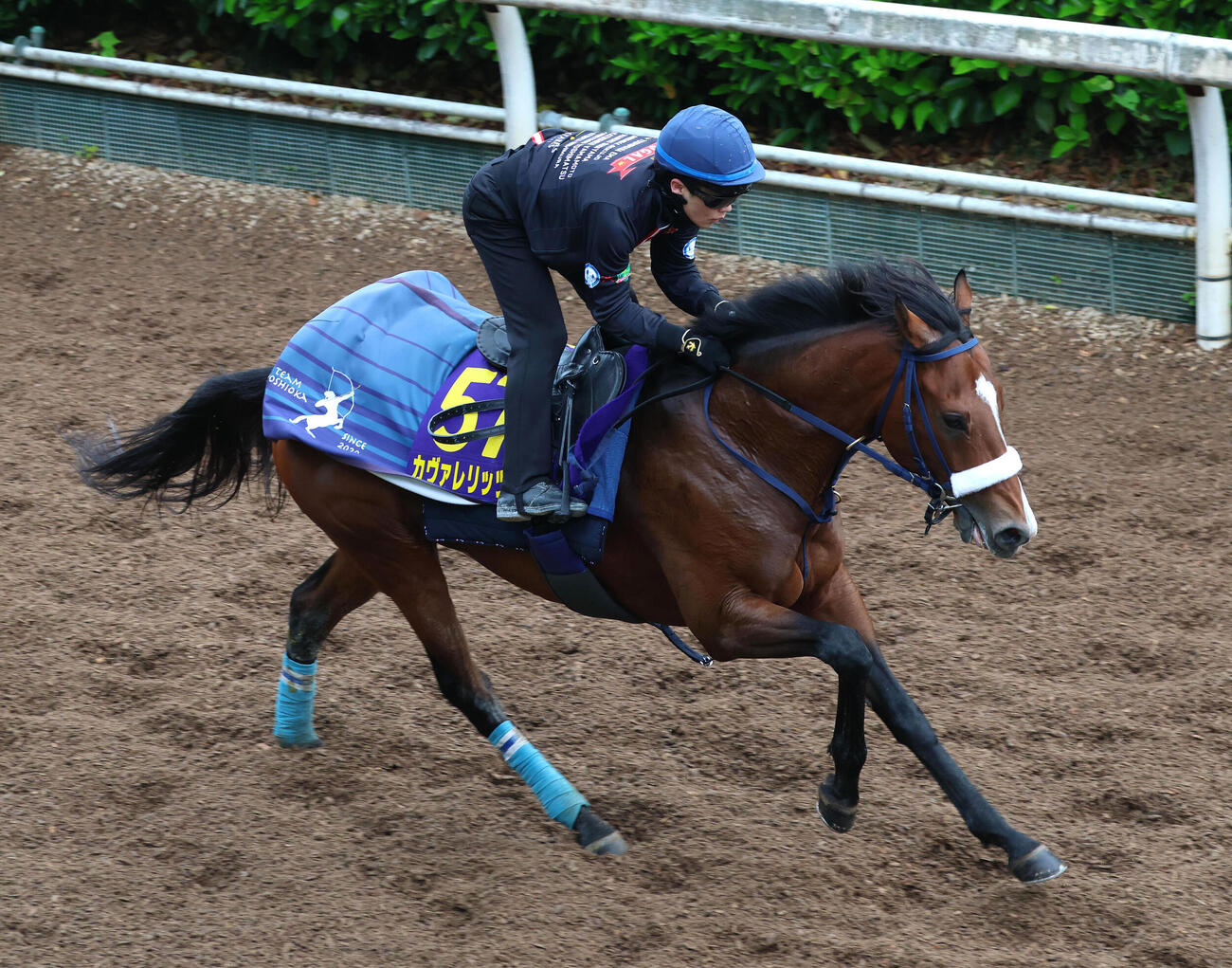 西村淳也騎手を背に坂路を単走で追い切るカヴァレリッツォ（撮影・白石智彦）