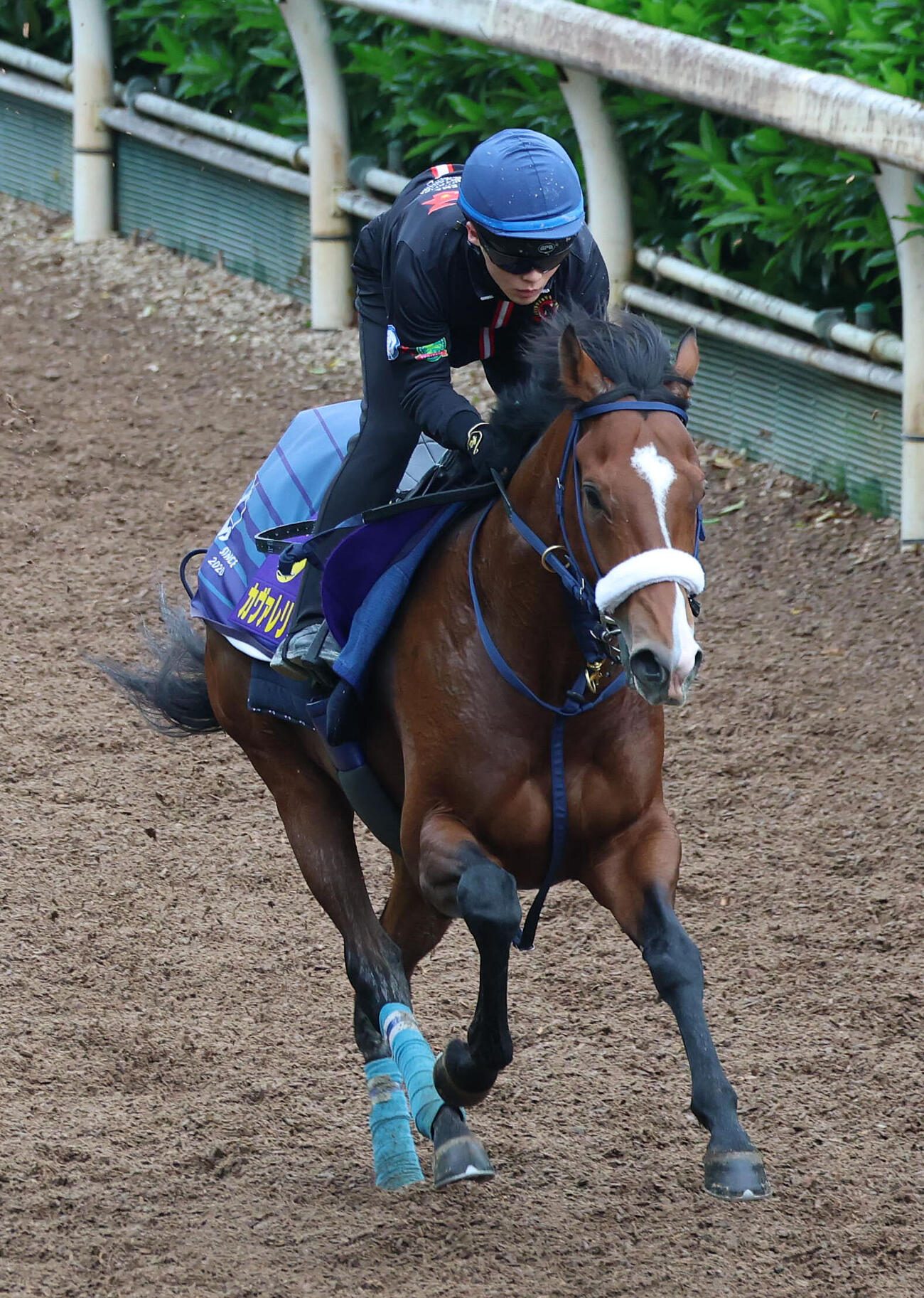 西村淳也騎手を背に坂路を単走で追い切るカヴァレリッツォ（撮影・白石智彦）