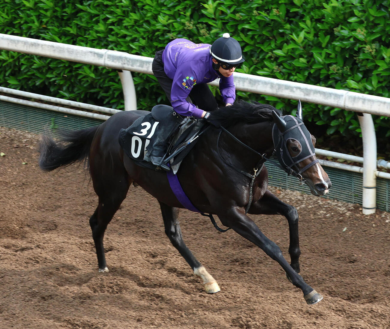 坂路を単走で追い切るエムズビギン（撮影・白石智彦／日刊スポーツ）