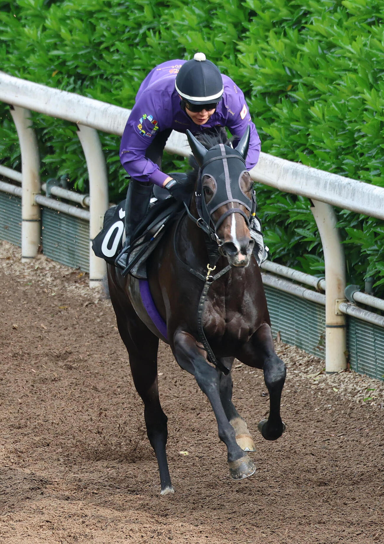 坂路を単走で追い切るエムズビギン（撮影・白石智彦／日刊スポーツ）