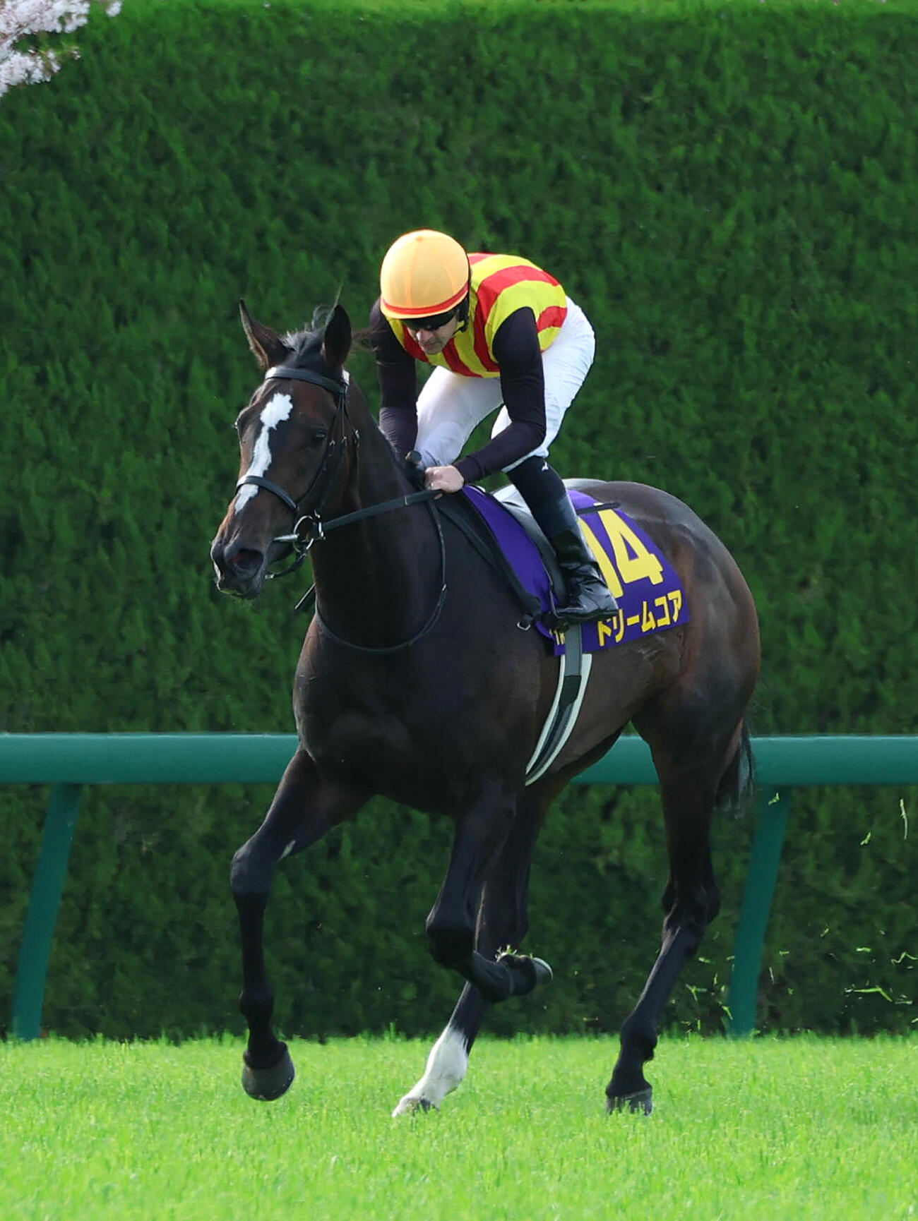 桜花賞、9着に敗れたドリームコア（2026年4月12日撮影）