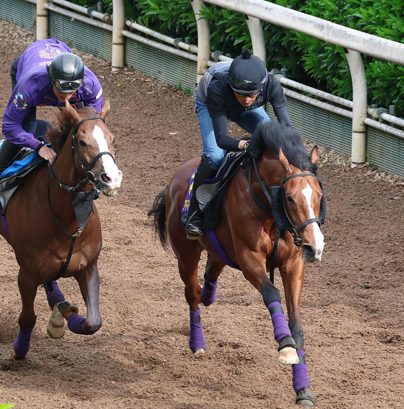 アドマイヤクワッズ（右）（2026年5月6日撮影）