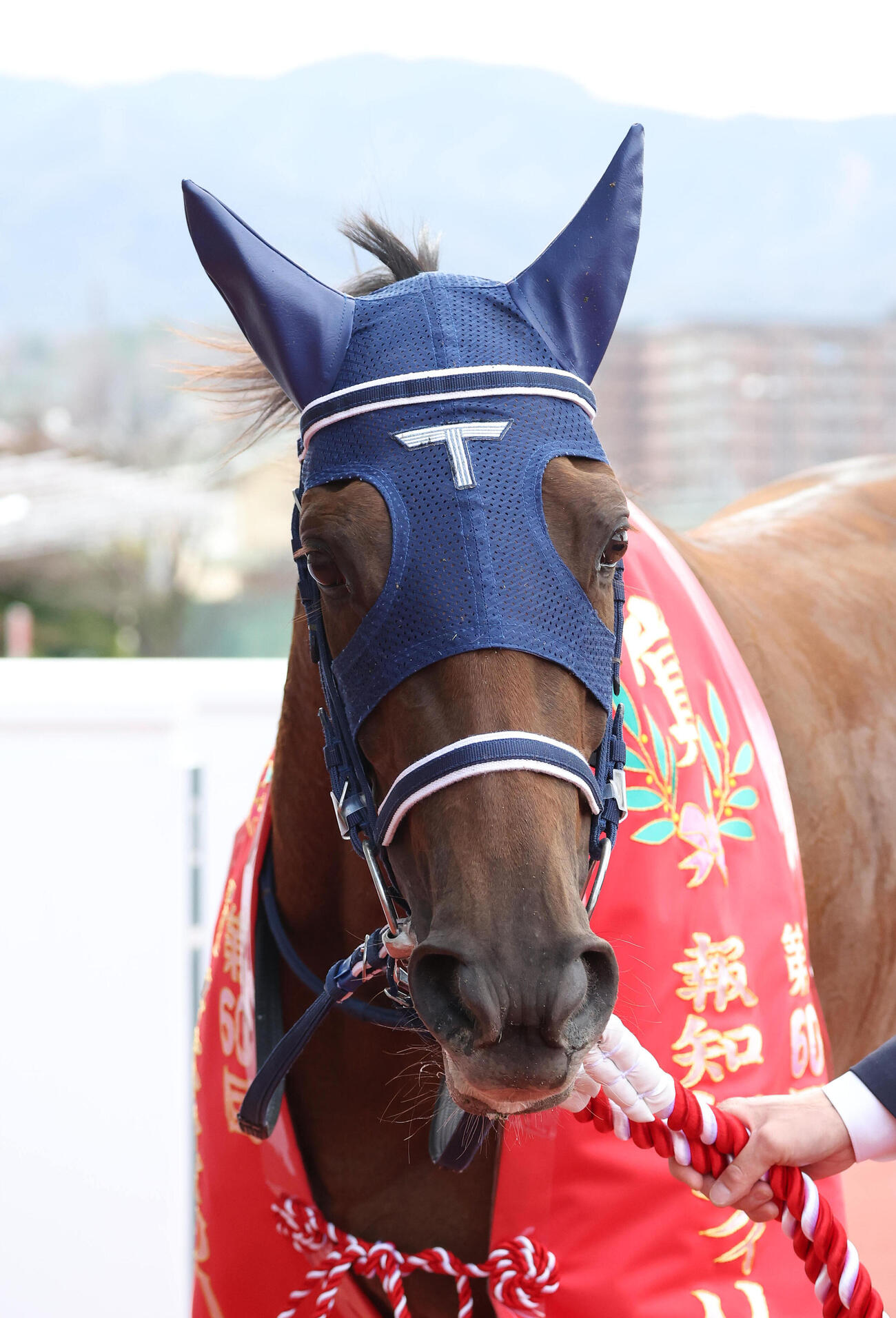 ギリーズボール（2026年3月撮影）