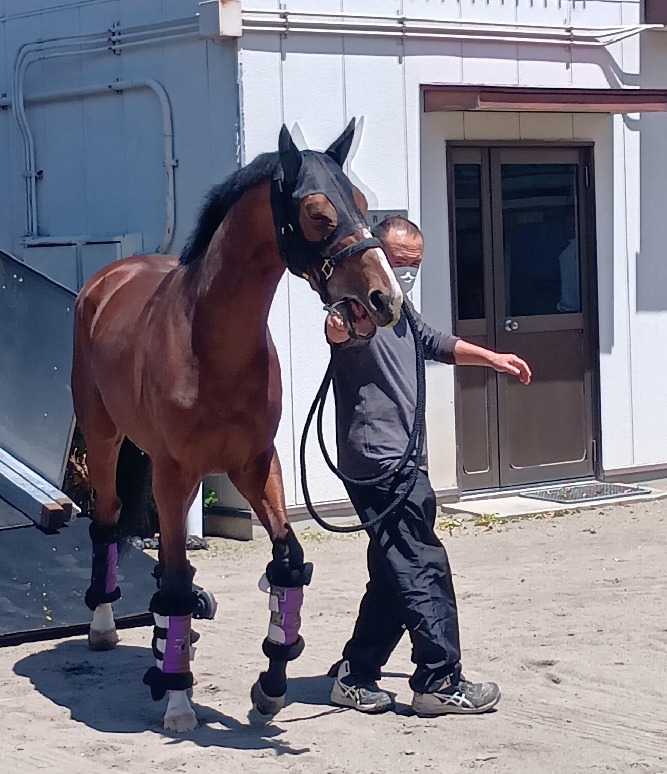 東京競馬場に到着したアドマイヤクワッズ