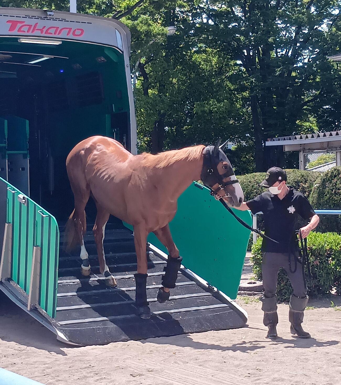 NHKマイルCに出走するダイヤモンドノットは東京競馬場に到着し、馬運車から降りる＝2026／05／09