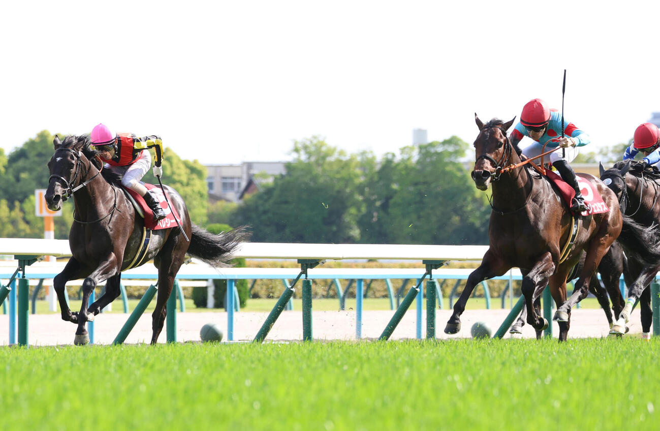 京都新聞杯2着に敗れたベレシート（左）（撮影・白石智彦）