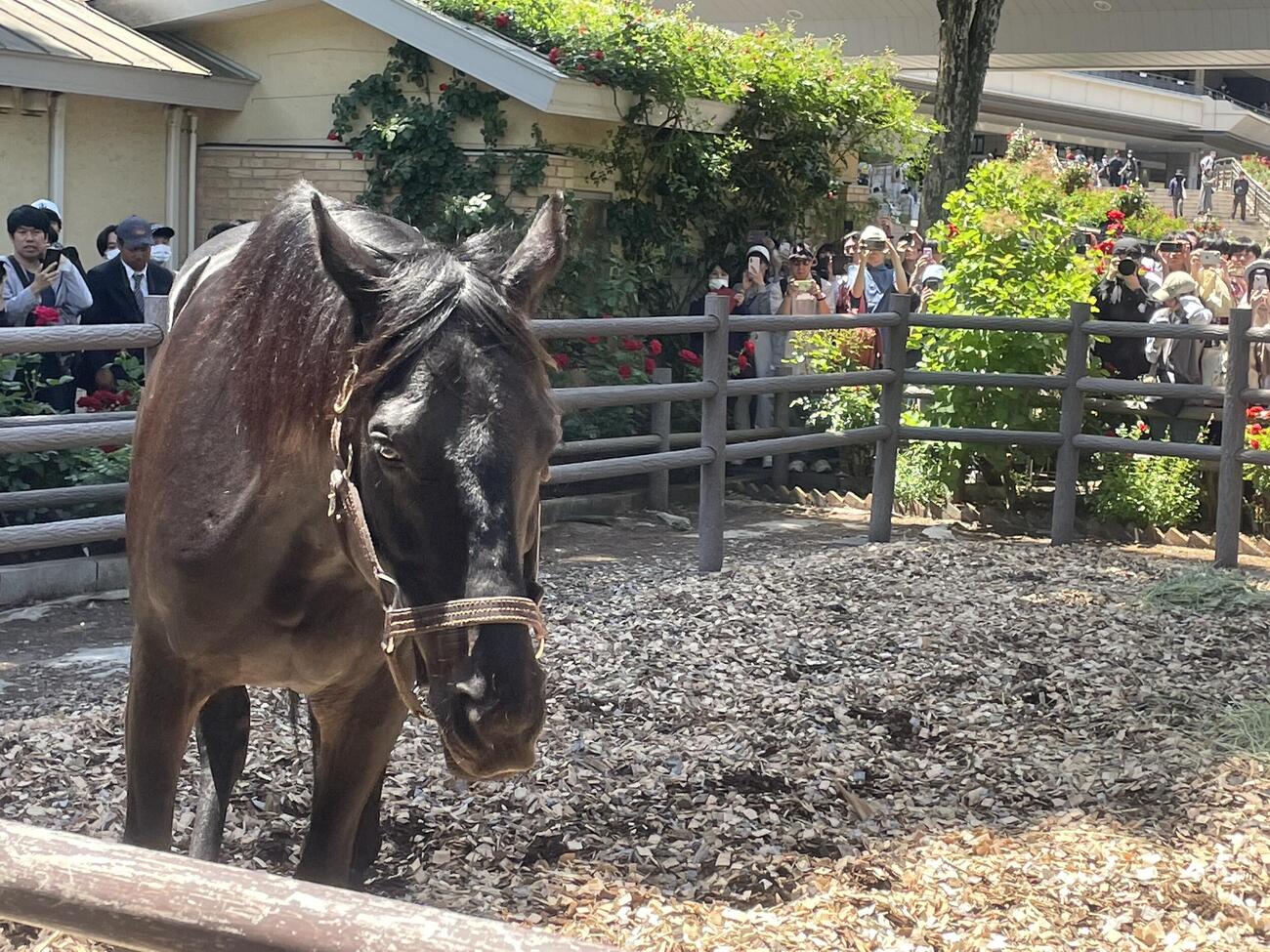 東京競馬場のローズガーデンで展示されるエイシンフラッシュ